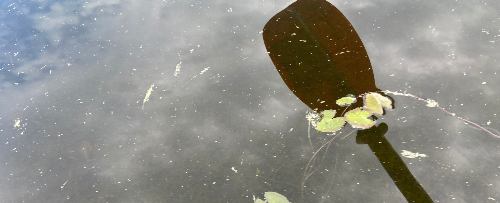 paddle reflecting on lily pads